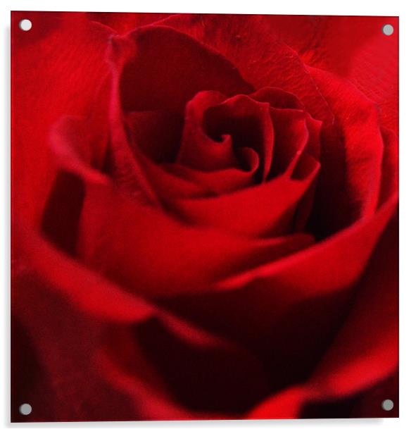 Rose Acrylic by Loren Robbins