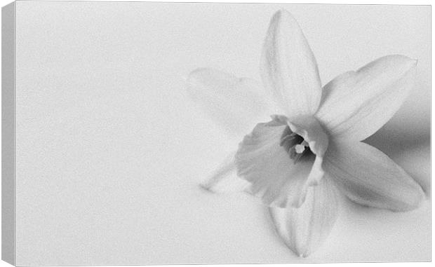Black & White Daffodil Canvas Print by Linda Somers