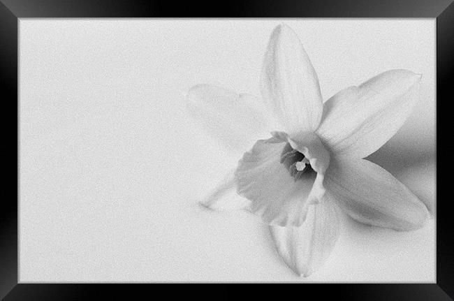 Black & White Daffodil Framed Print by Linda Somers