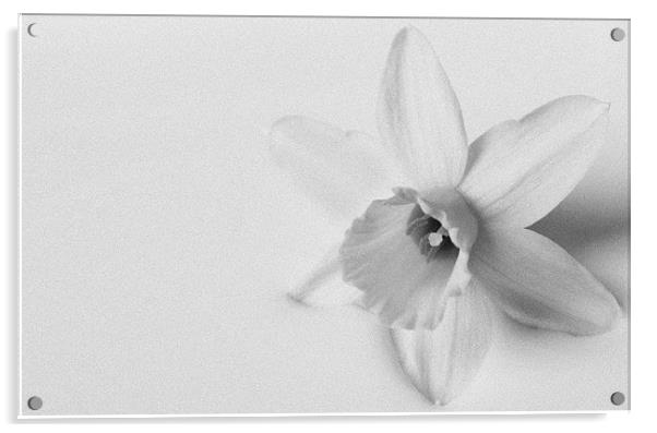 Black & White Daffodil Acrylic by Linda Somers