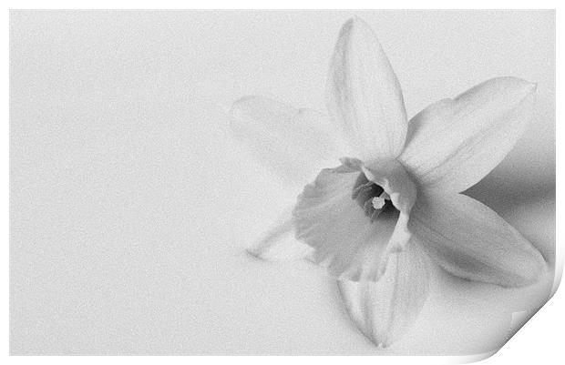 Black & White Daffodil Print by Linda Somers