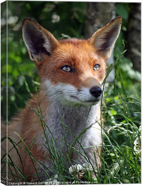 Red fox Canvas Print by Howard Corlett