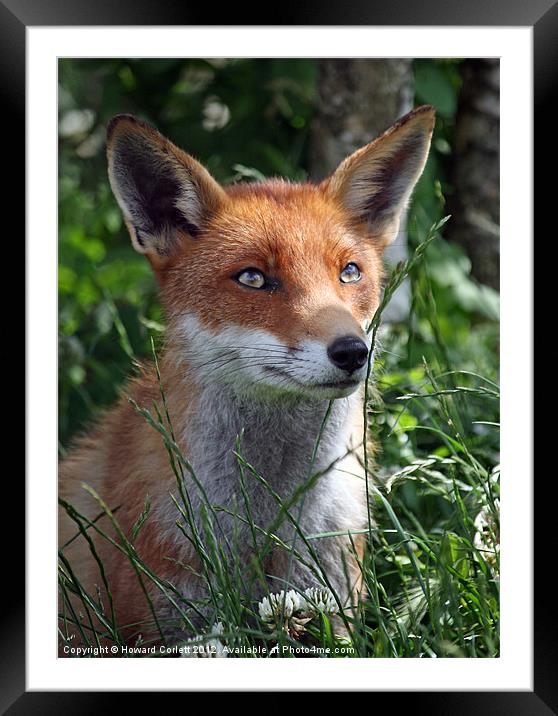 Red fox Framed Mounted Print by Howard Corlett