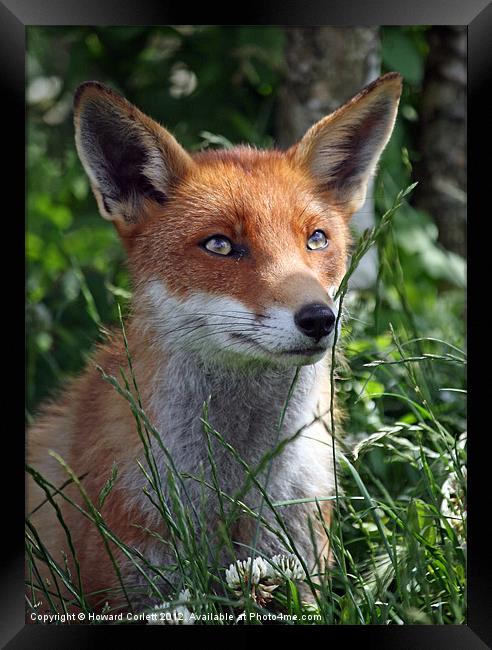 Red fox Framed Print by Howard Corlett