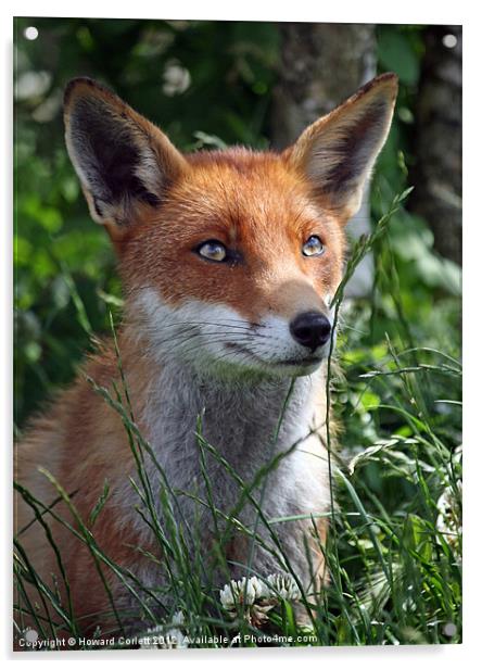 Red fox Acrylic by Howard Corlett