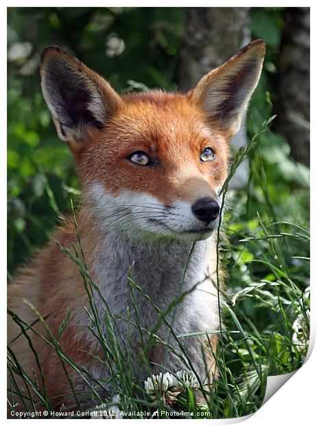 Red fox Print by Howard Corlett