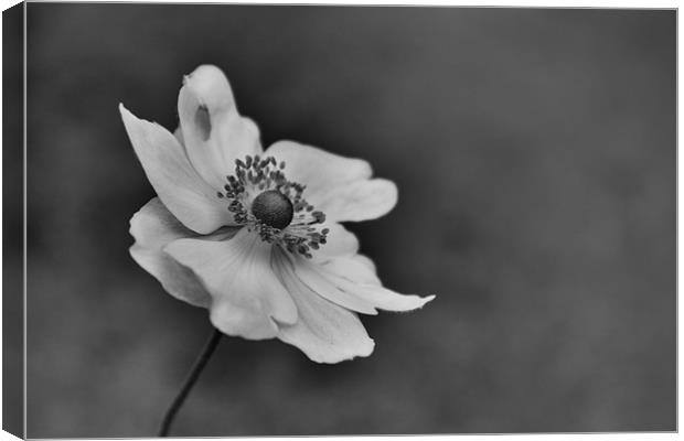 Black & White Delicate Flower Canvas Print by Linda Somers