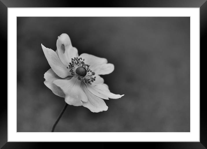 Black & White Delicate Flower Framed Mounted Print by Linda Somers