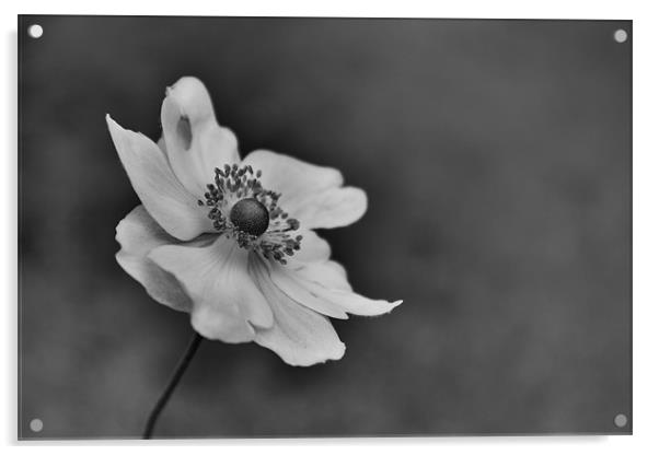 Black & White Delicate Flower Acrylic by Linda Somers