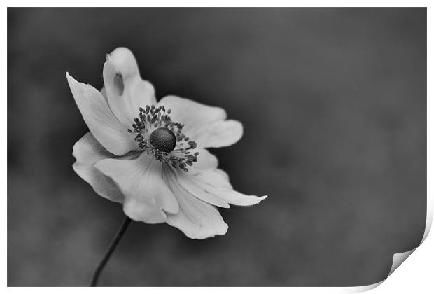 Black & White Delicate Flower Print by Linda Somers