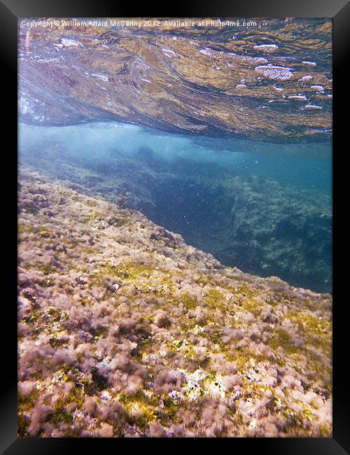 Seabed Framed Print by William AttardMcCarthy