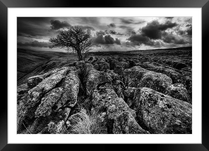 Malham Lone Tree Mono Framed Mounted Print by Steven Clements LNPS