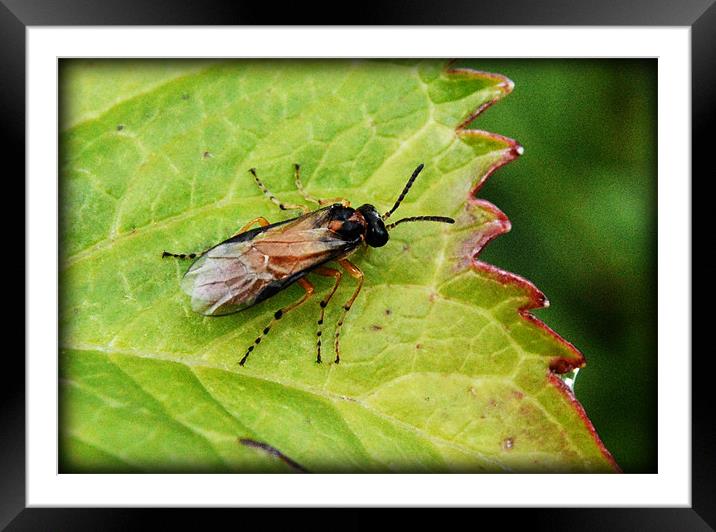 Bugs life. Framed Mounted Print by Loren Robbins