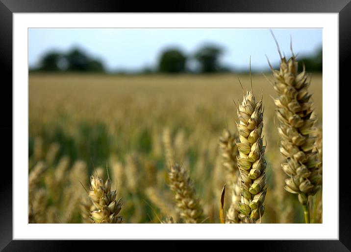 Corn field Framed Mounted Print by John Boekee