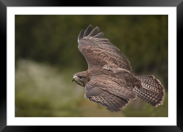 Buzzard Framed Mounted Print by Val Saxby LRPS