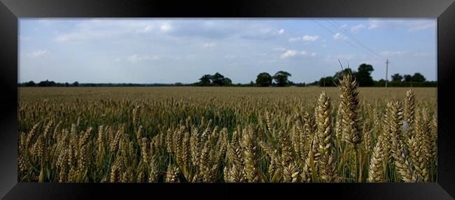Corn field 3 Framed Print by John Boekee