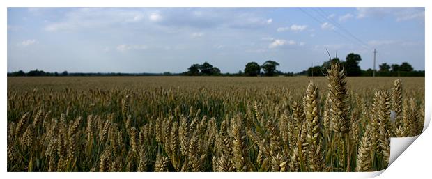 Corn field 3 Print by John Boekee