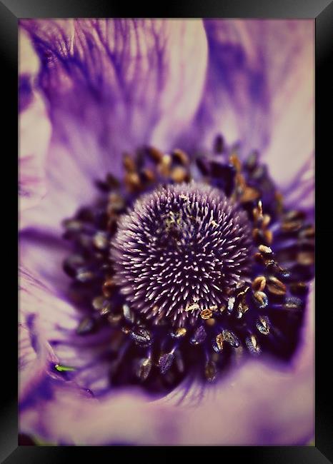 Purple Anemone. Framed Print by Rosanna Zavanaiu