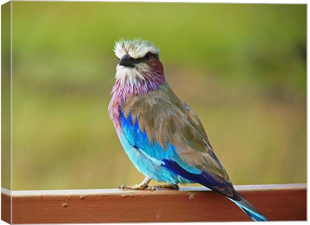 Lilac breasted roller Canvas Print by Tony Murtagh