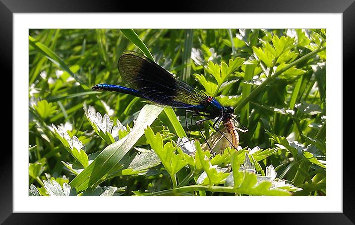 stunning dragonfly feeding. Framed Mounted Print by lee burns