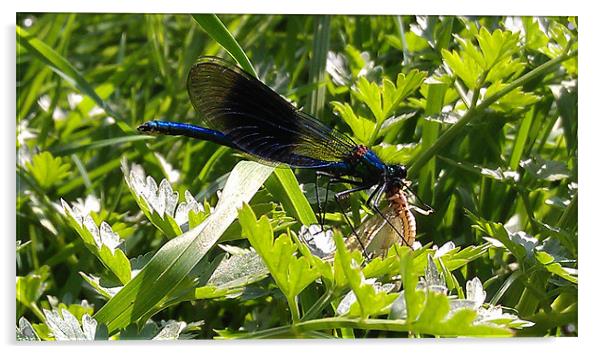 stunning dragonfly feeding. Acrylic by lee burns