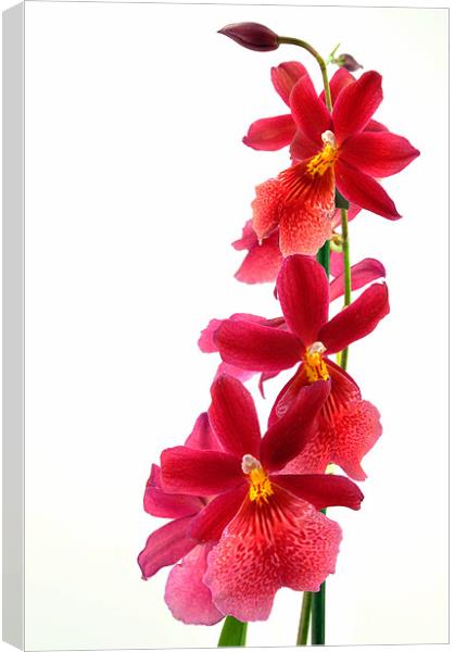 Red Orchid Canvas Print by Diana Mower
