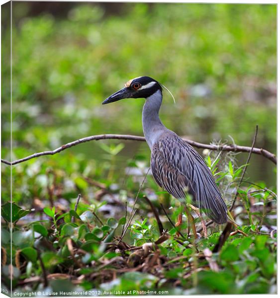 Yellow-crowned Night Heron Canvas Print by Louise Heusinkveld
