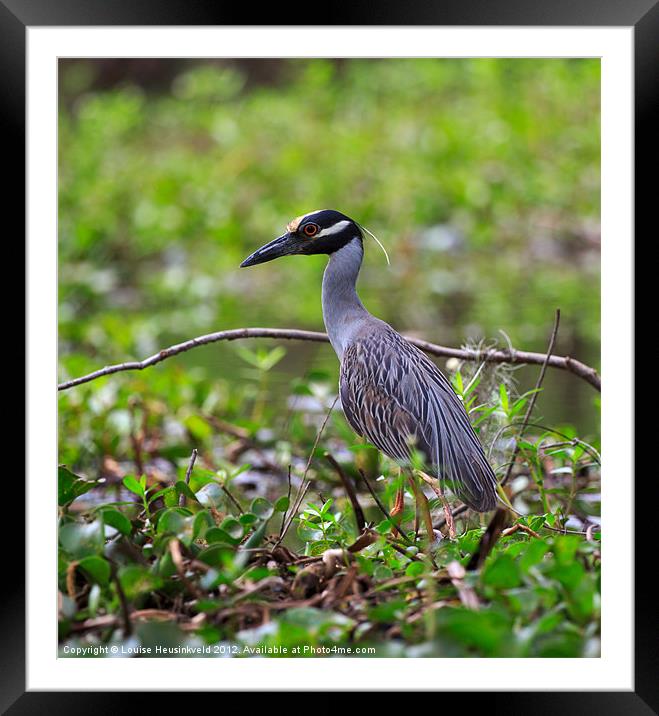 Yellow-crowned Night Heron Framed Mounted Print by Louise Heusinkveld