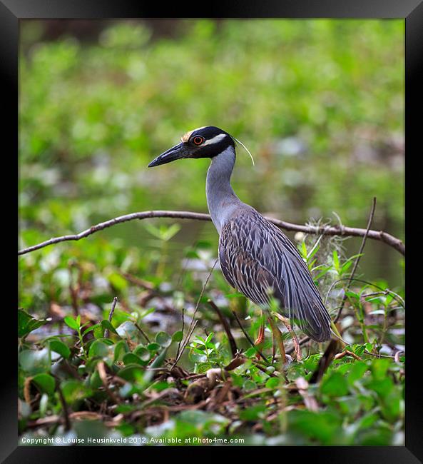 Yellow-crowned Night Heron Framed Print by Louise Heusinkveld