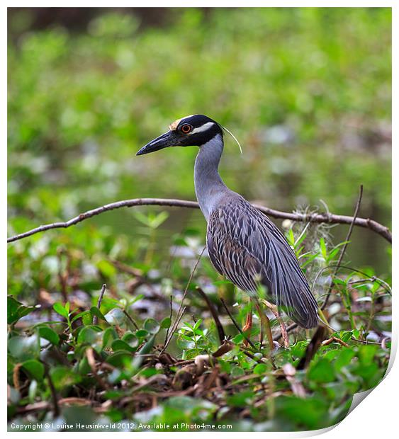 Yellow-crowned Night Heron Print by Louise Heusinkveld