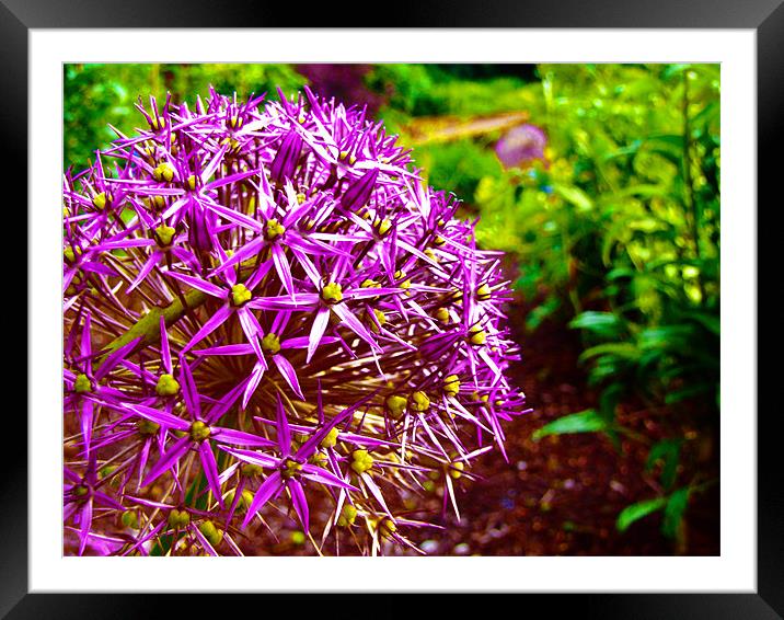 Purple flower Framed Mounted Print by LucyBen Lloyd