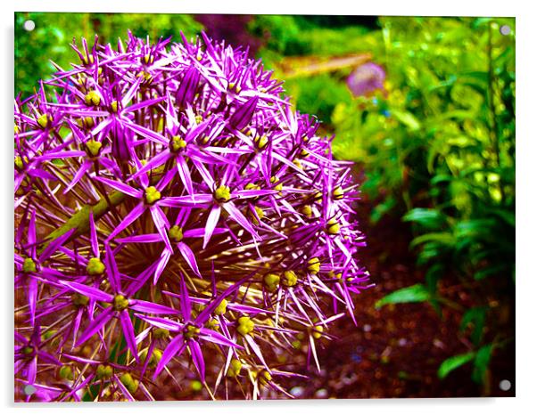 Purple flower Acrylic by LucyBen Lloyd