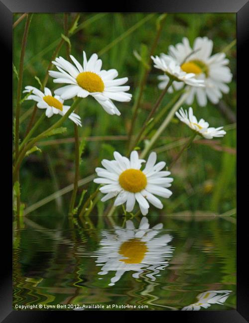 Daisy, daisy Framed Print by Lynn Bolt