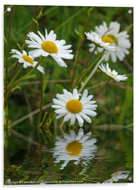 Daisy, daisy Acrylic by Lynn Bolt