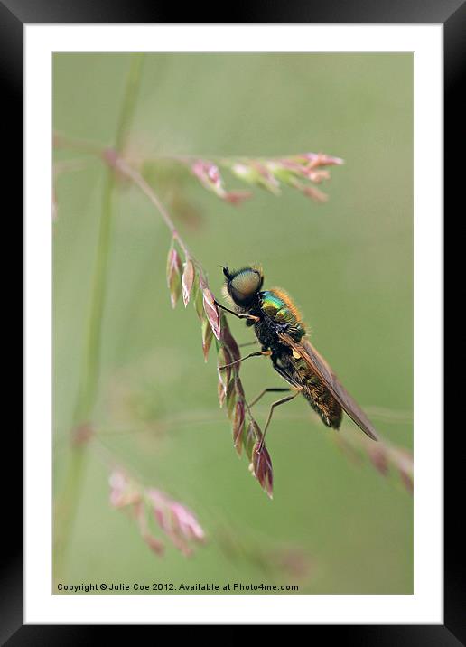 Green Soldier Fly Framed Mounted Print by Julie Coe
