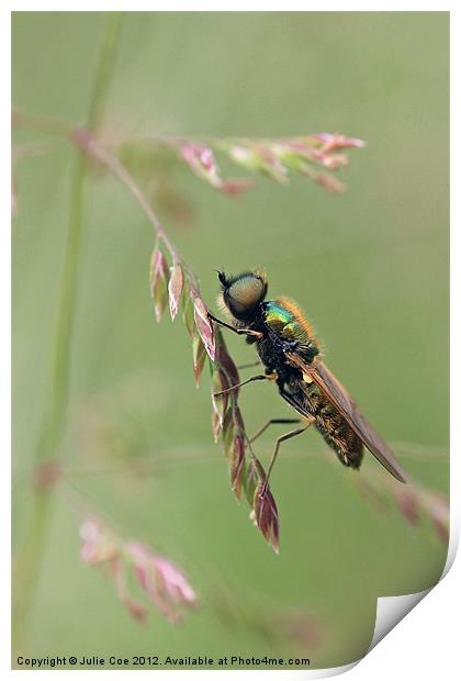 Green Soldier Fly Print by Julie Coe