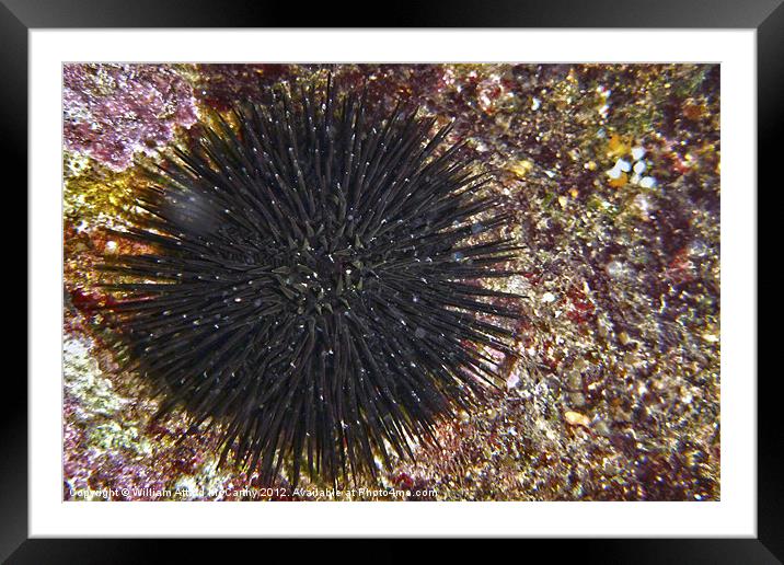 Sea Urchin Framed Mounted Print by William AttardMcCarthy