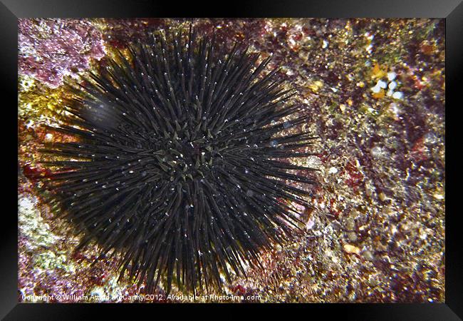 Sea Urchin Framed Print by William AttardMcCarthy