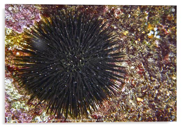 Sea Urchin Acrylic by William AttardMcCarthy