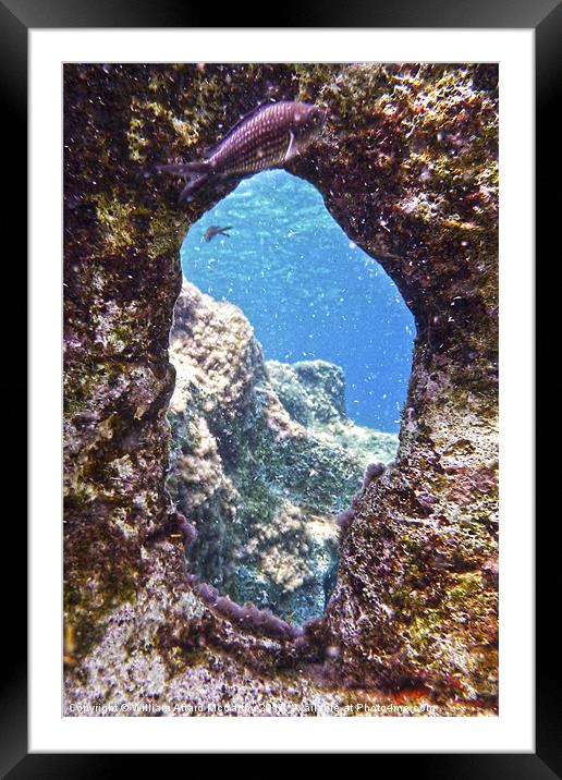 Damselfish and Window Framed Mounted Print by William AttardMcCarthy