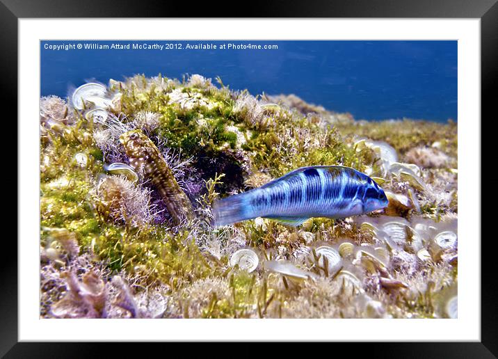 Blue Peacock Wrasse and Blenny Framed Mounted Print by William AttardMcCarthy