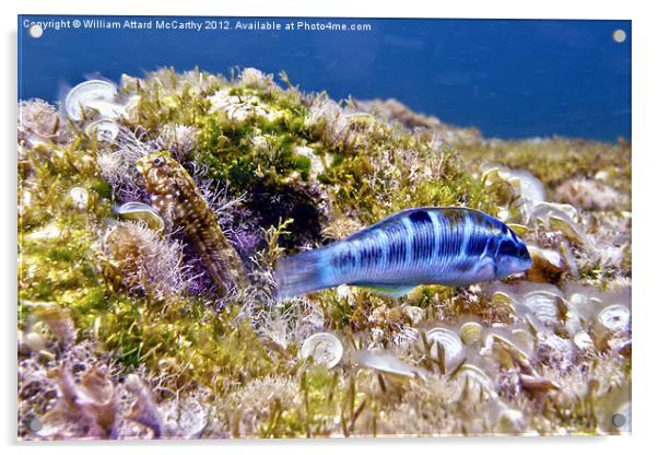 Blue Peacock Wrasse and Blenny Acrylic by William AttardMcCarthy