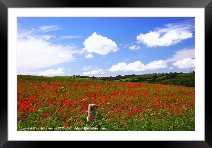 Poppy Field 2.Pembrokeshire. Framed Mounted Print by paulette hurley