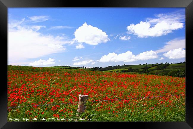 Poppy Field 2.Pembrokeshire. Framed Print by paulette hurley