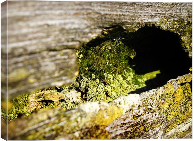 Mossy Fence Canvas Print by Mary Lane