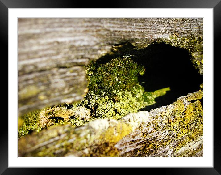 Mossy Fence Framed Mounted Print by Mary Lane