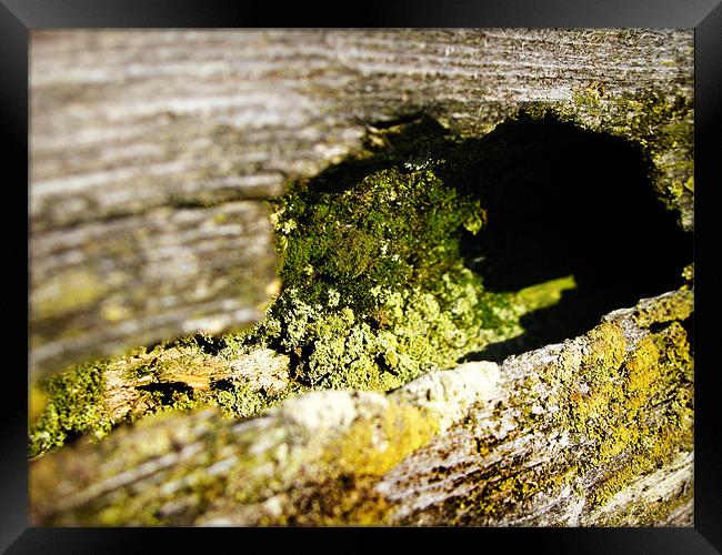 Mossy Fence Framed Print by Mary Lane
