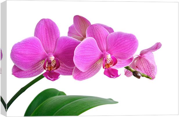 Bright Pink Orchid Canvas Print by Diana Mower