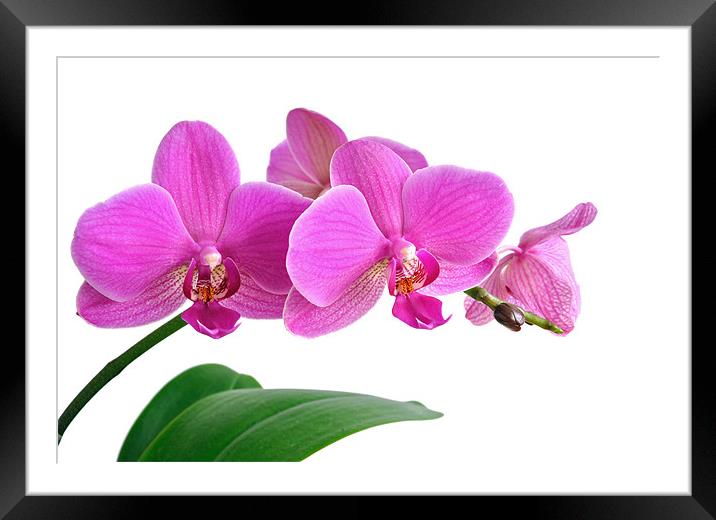Bright Pink Orchid Framed Mounted Print by Diana Mower