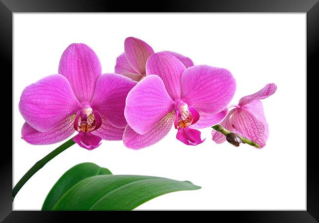 Bright Pink Orchid Framed Print by Diana Mower